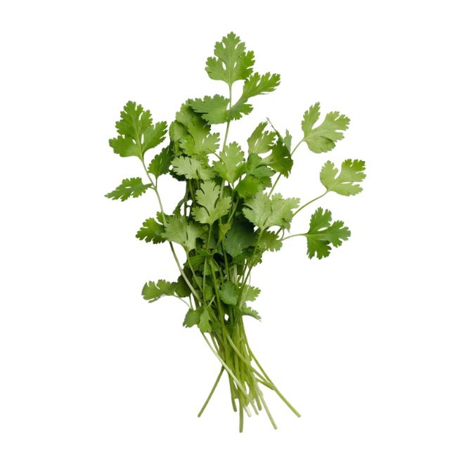 8 Cilantro